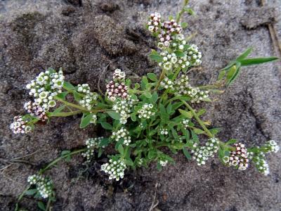 Corrigiola littoralis