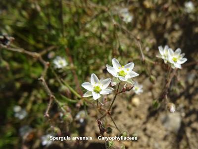 Spergula arvensis