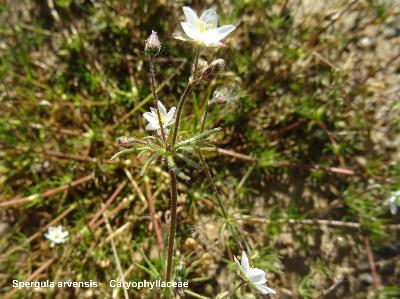 Spergula arvensis
