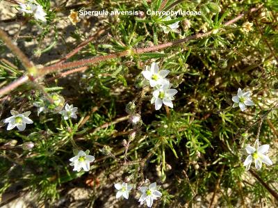 Spergula arvensis