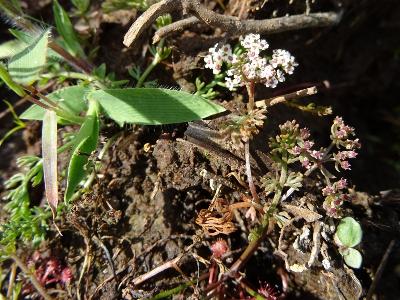 Caropsis verticillatinundata