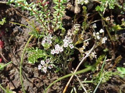 Caropsis verticillatinundata