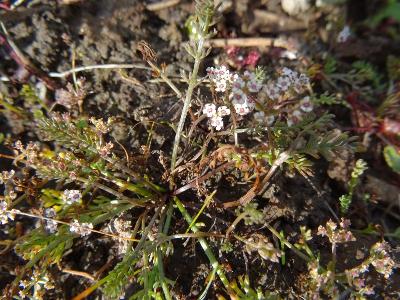 Caropsis verticillatinundata