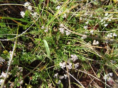 Caropsis verticillatinundata