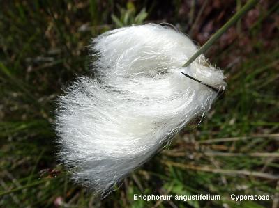 Eriophorum angustifolium?
