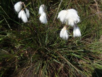 Eriophorum angustifolium?