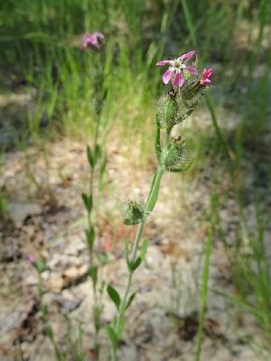Silene gallica