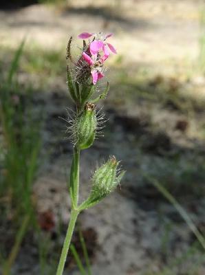 Silene gallica