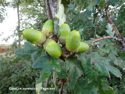 Quercus pyrenaica