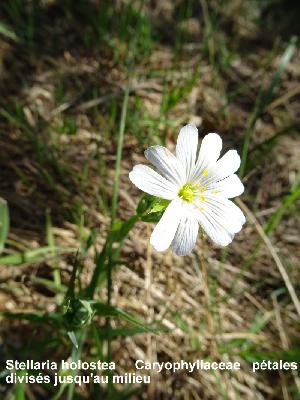 Stellaria holostea