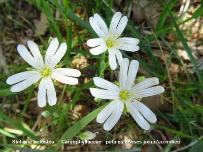 Stellaria holostea