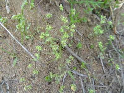 Radiola linoides