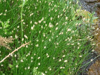 Rhynchospora alba