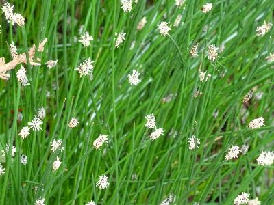 Rhynchospora alba