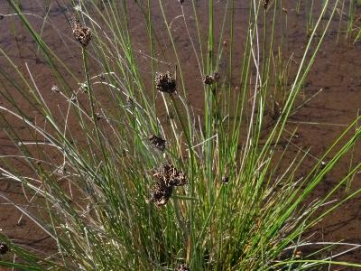 Schoenus nigricans