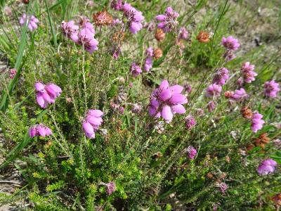 Erica tetralix