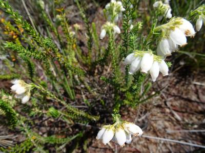 Erica tetralix