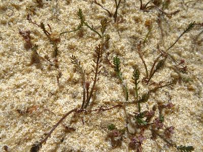 Caropsis verticillatinundata