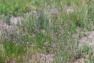 Lobelia urens