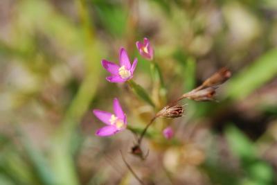 Centaurium pulchellum