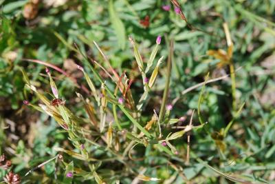Centaurium pulchellum