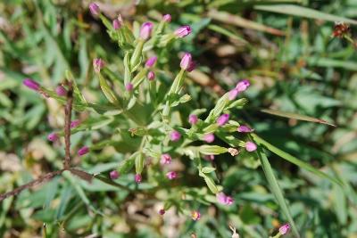 Centaurium pulchellum