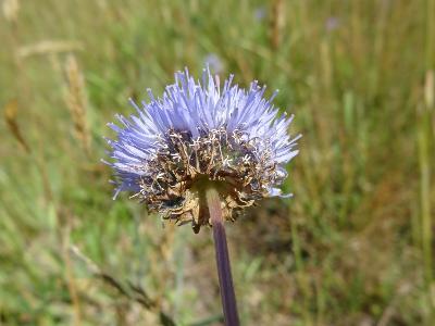 Jasione montana