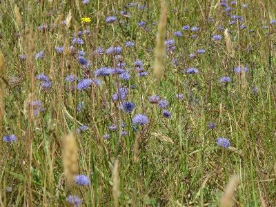 Jasione montana