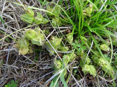 Pedicularis sylvatica