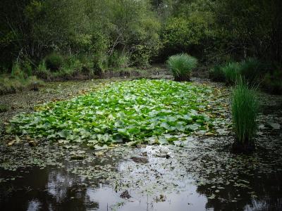 Nymphea alba