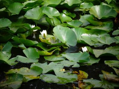 Nymphea alba