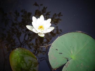 Nymphea alba