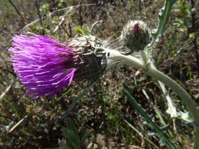 Cirsium dissectum