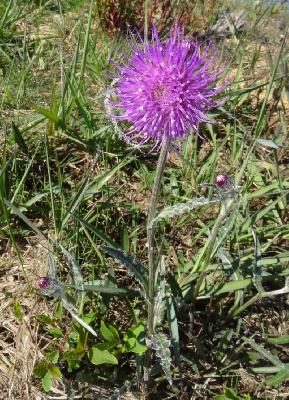 Cirsium dissectum