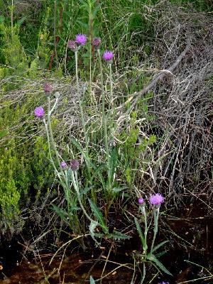 Cirsium dissectum