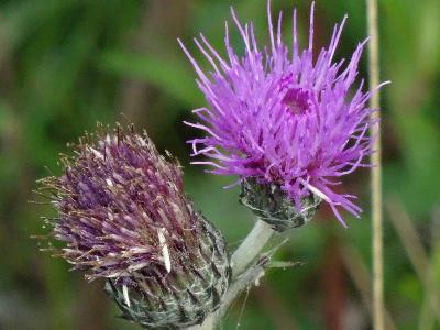 Cirsium dissectum