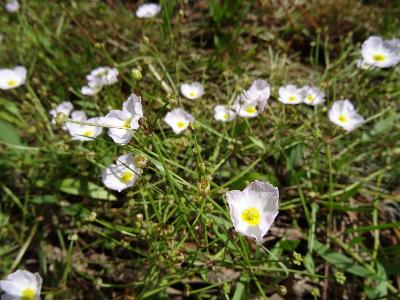 Baldellia ranunculoides
