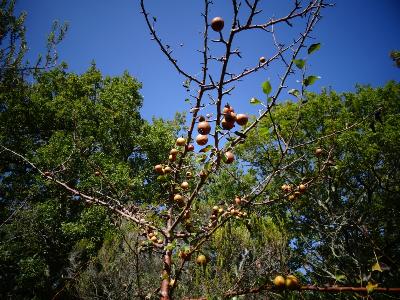 Pyrus cordata