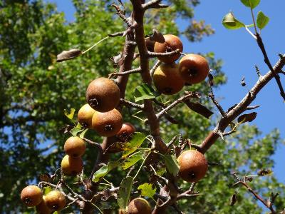 Pyrus cordata
