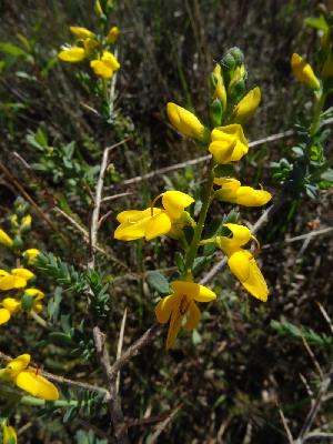 Genista anglica