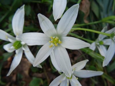 Ornithogalum umbellatum