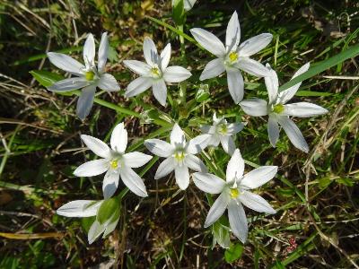 Ornithogalum umbellatum