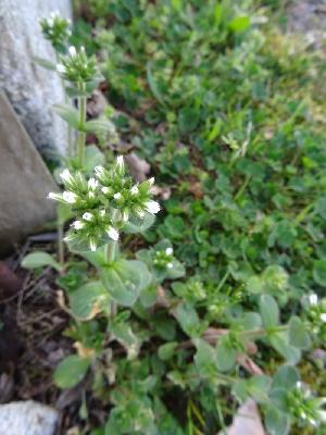 Cerastium glomeratum
