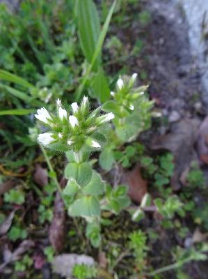 Cerastium glomeratum