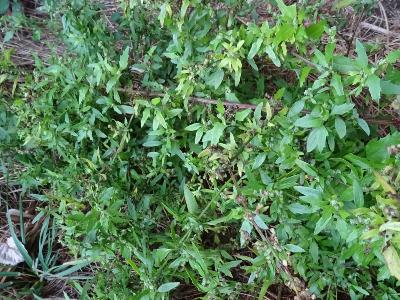 Dysphania ambrosioides (ex Chenopodium ambrosioides),