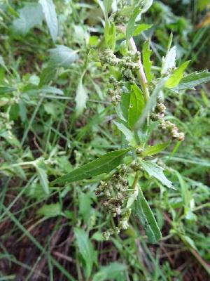 Dysphania ambrosioides (ex Chenopodium ambrosioides),