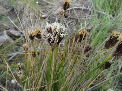 Schoenus nigricans