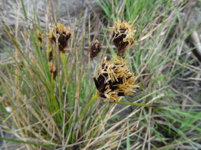 Schoenus nigricans
