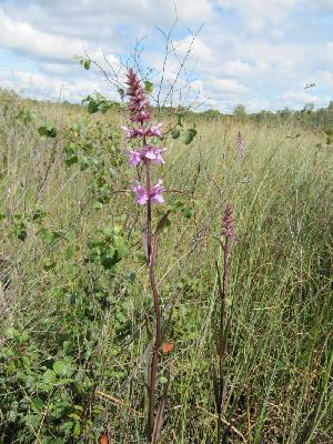 Stachys palustris
