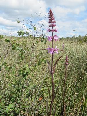 Stachys palustris
